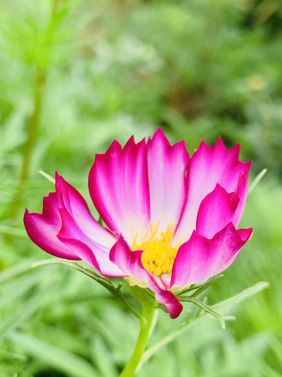 笑看花开是一种好心情静看花落也是一种好境界人生无尽的悲欢离合不过