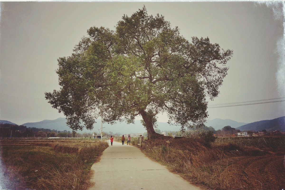 村口的老树