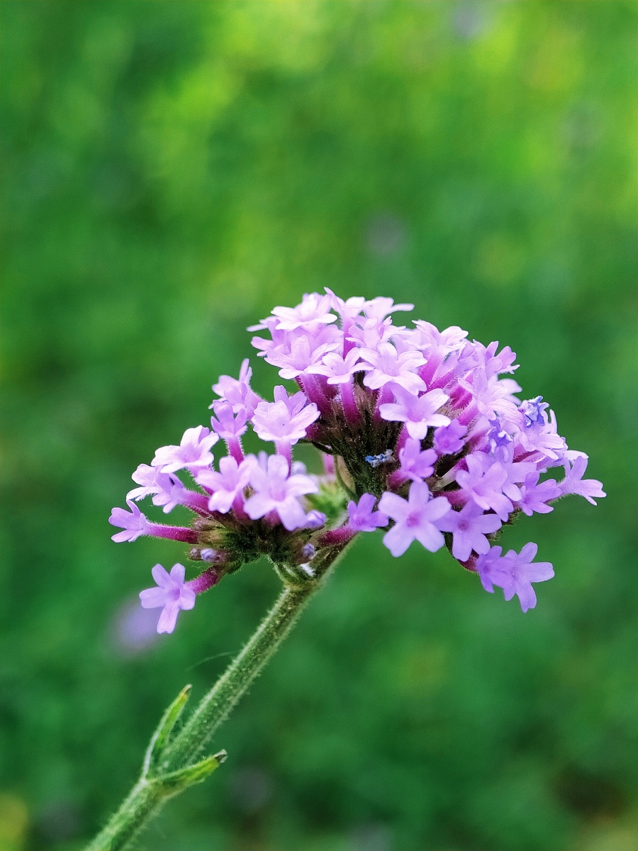 柳叶马鞭草的花