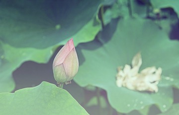 DSCF4806b