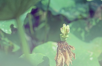 DSCF4804b