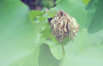 DSCF4816b