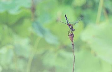 DSCF4855b