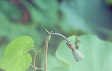 DSCF4864b