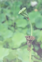 DSCF4856b