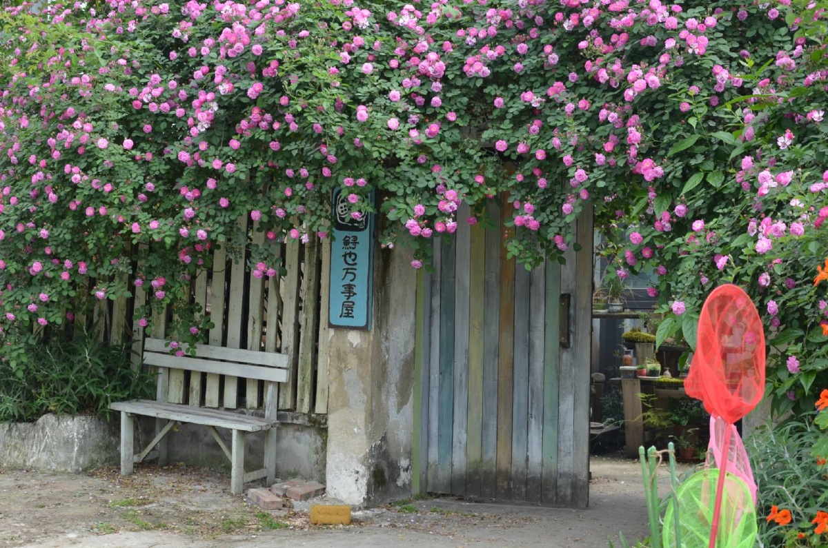 藏在三圣乡的蔷薇花墙小院|成都小众景点 不知不觉又到了蔷薇花开的