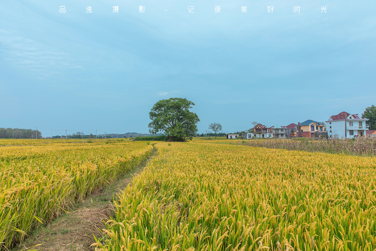 秋 稻由 - 初心匠心 - 图虫