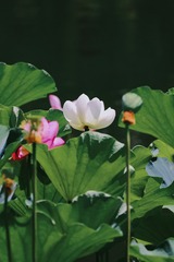 EB5CF79B-C74F-4223-82AC-BD0932BD2129/L0/001