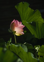 11F0D596-E830-4B25-A53F-C0406F286E14/L0/001