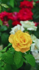 B9E82B7A-8DD8-40A0-8D63-1393DE3B3155/L0/001