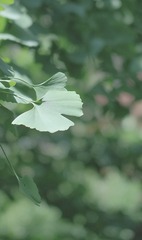 545F7E1C-154E-4EF8-938A-35B6D0D8697D/L0/001