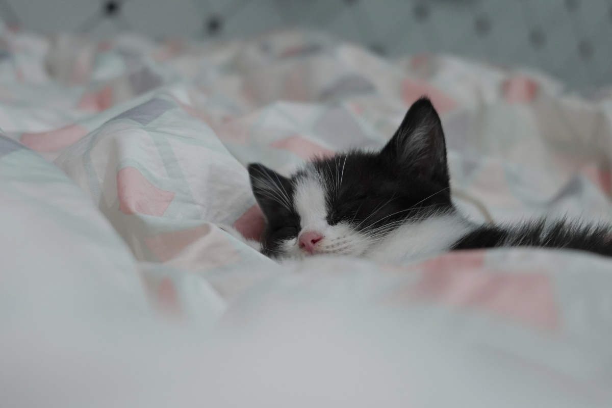 赖床的五一五一生的