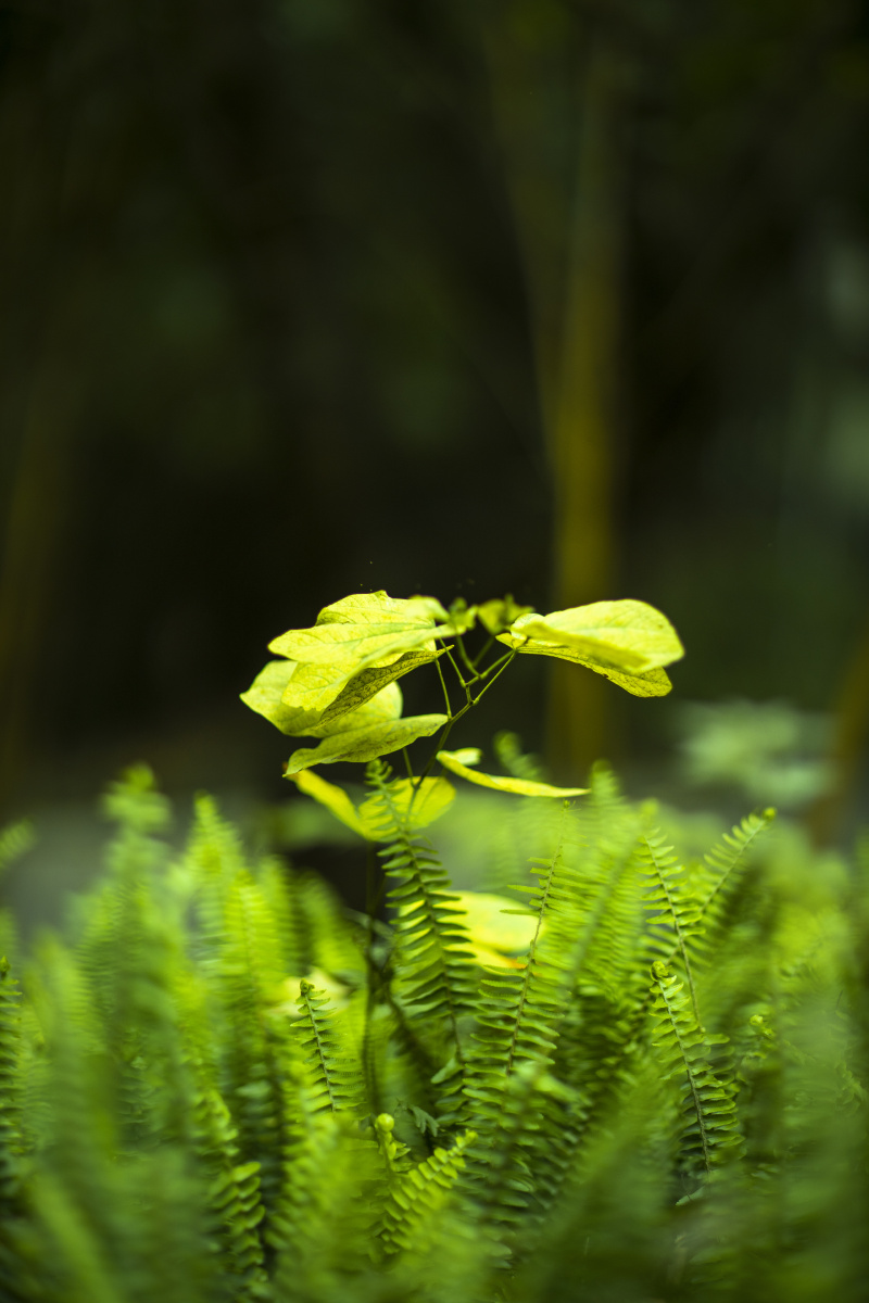 光影拍照,小草同样也精彩