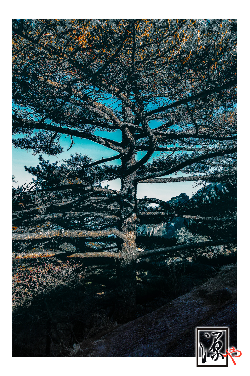 千年铁松枝叶错综复杂但没有多余