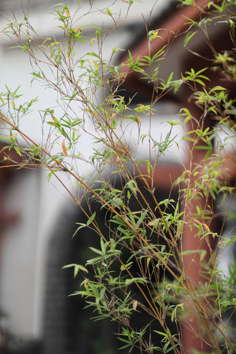 《细竹报夏晖》