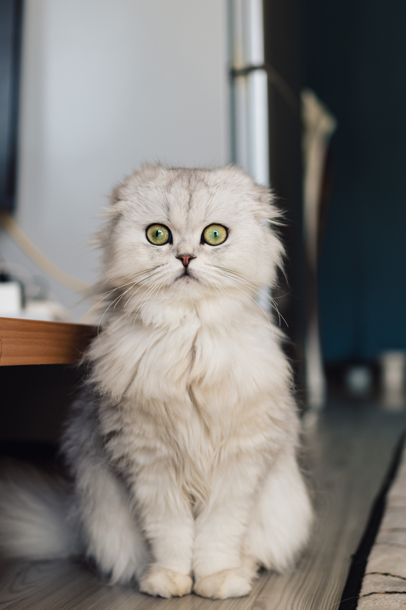 折耳金吉拉像个玩偶