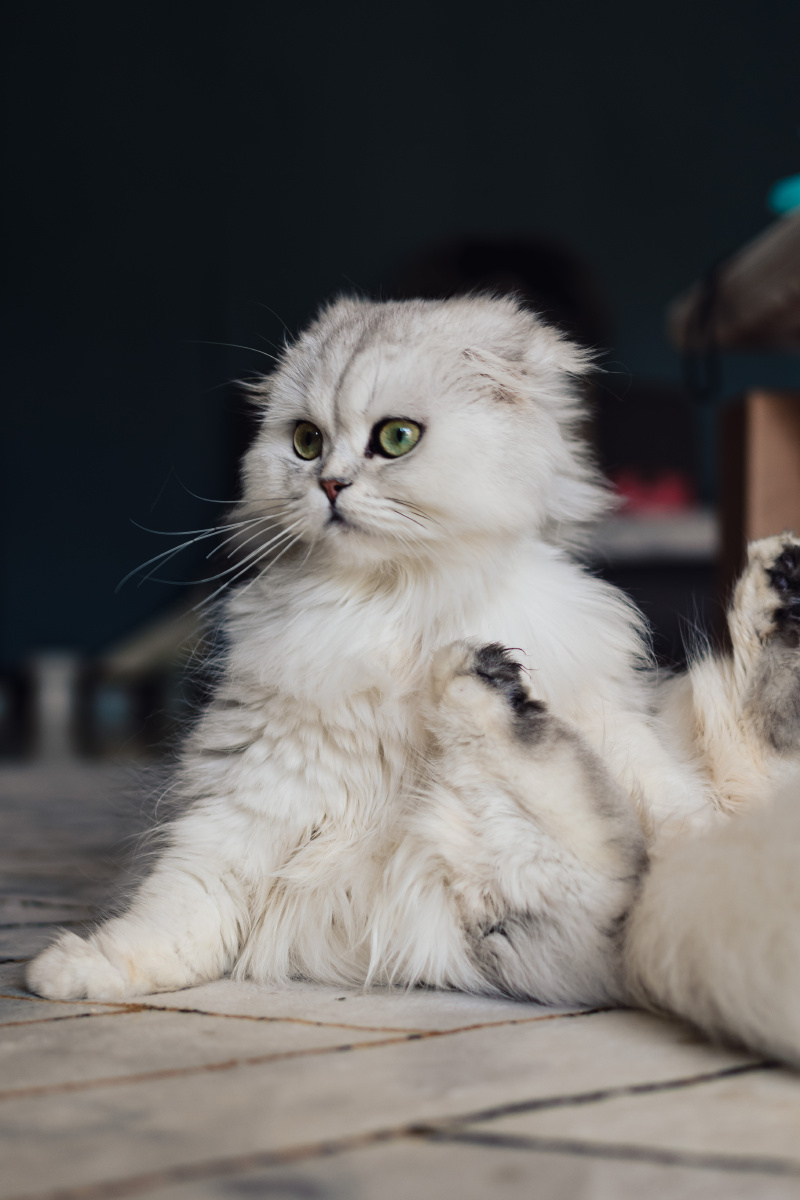 折耳金吉拉像个玩偶