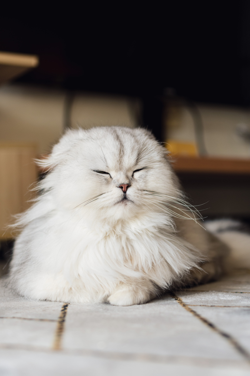 折耳金吉拉像个玩偶