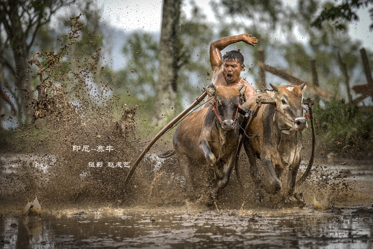 印尼奔牛