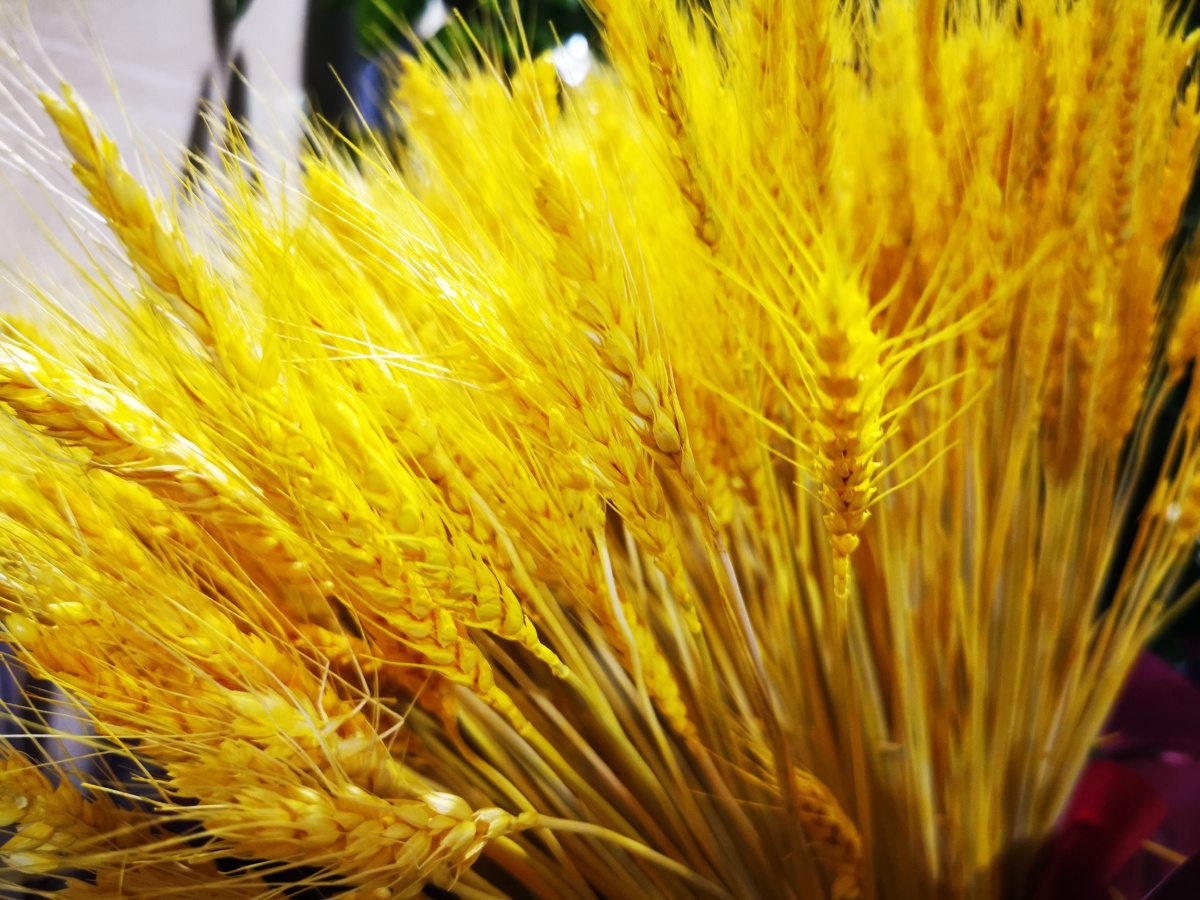 燕麦大麦穗麦子熟了