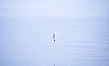 F08363D2-525E-45F8-B96C-146CA48FAA73/L0/001