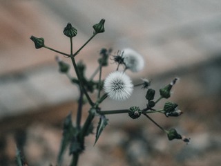 2BFB64FD-B417-4588-9D0A-98C6B04FAC2C/L0/001
