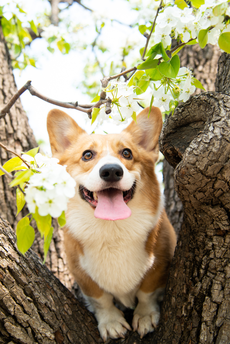 狗子开上树赏梨花下不来