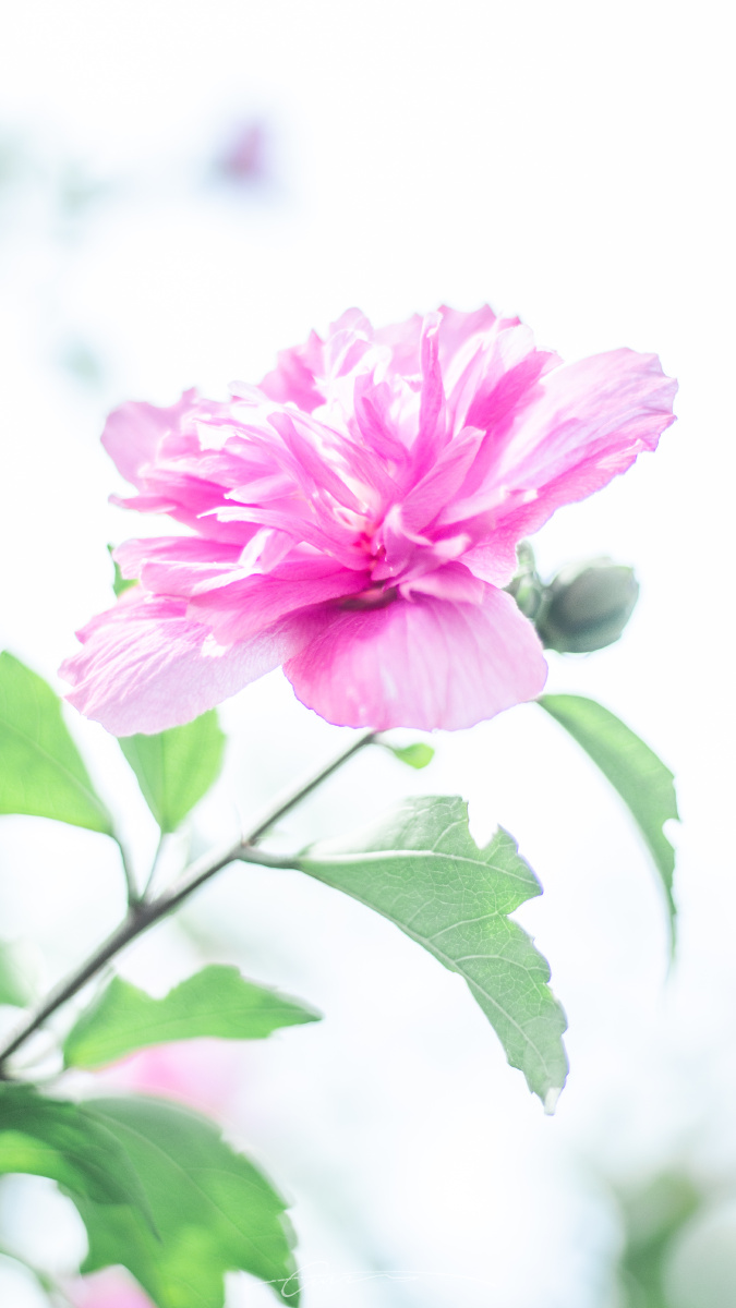 韩国国花木槿花