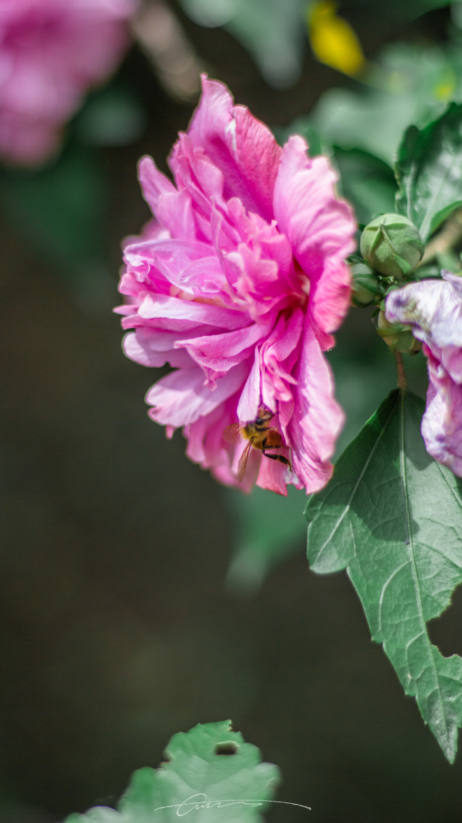 韩国国花木槿花