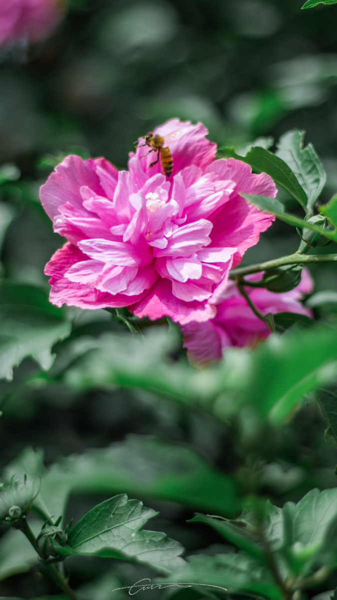 韩国国花木槿花