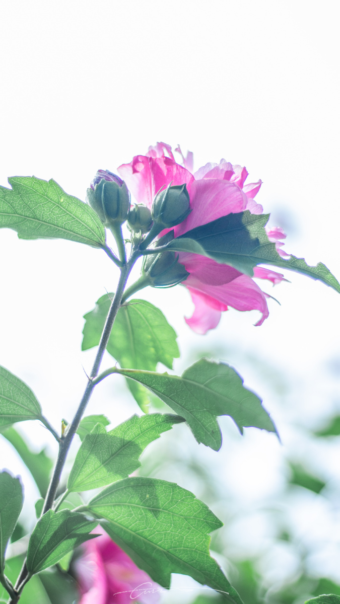 韩国国花木槿花