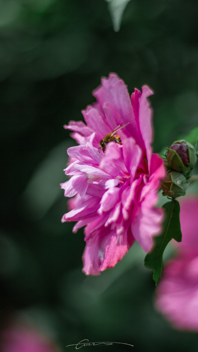韩国国花木槿花
