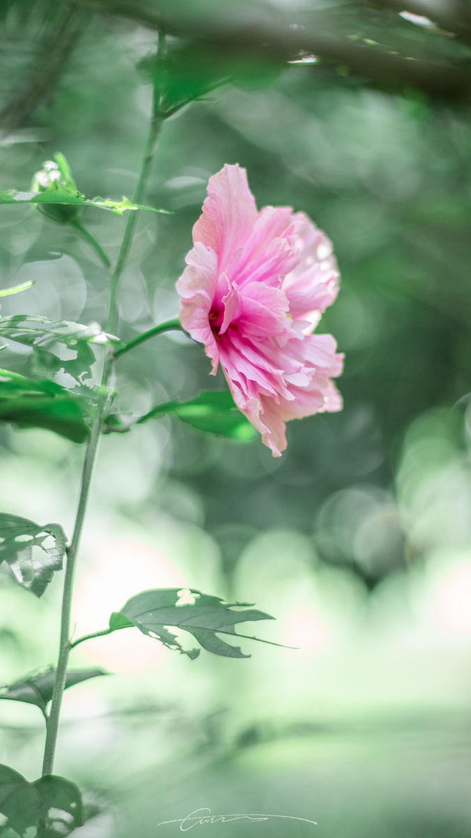 韩国国花木槿花