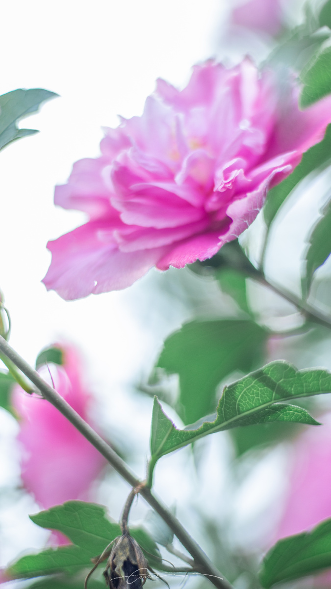 韩国国花木槿花