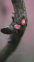 1409447