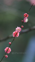 1409456