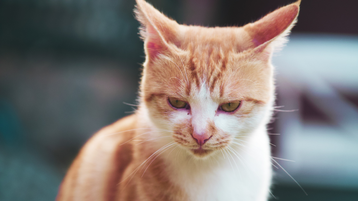 高冷的橘猫