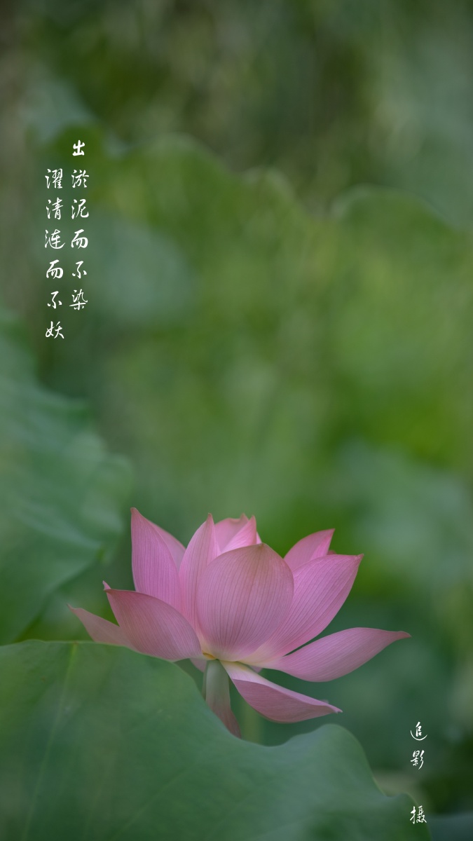 出淤泥而不染濯清涟而不妖