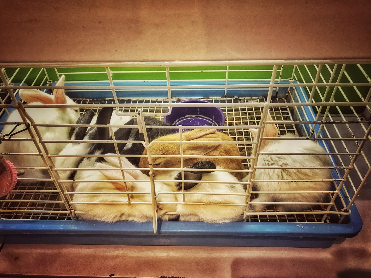 宠物店出售的兔子