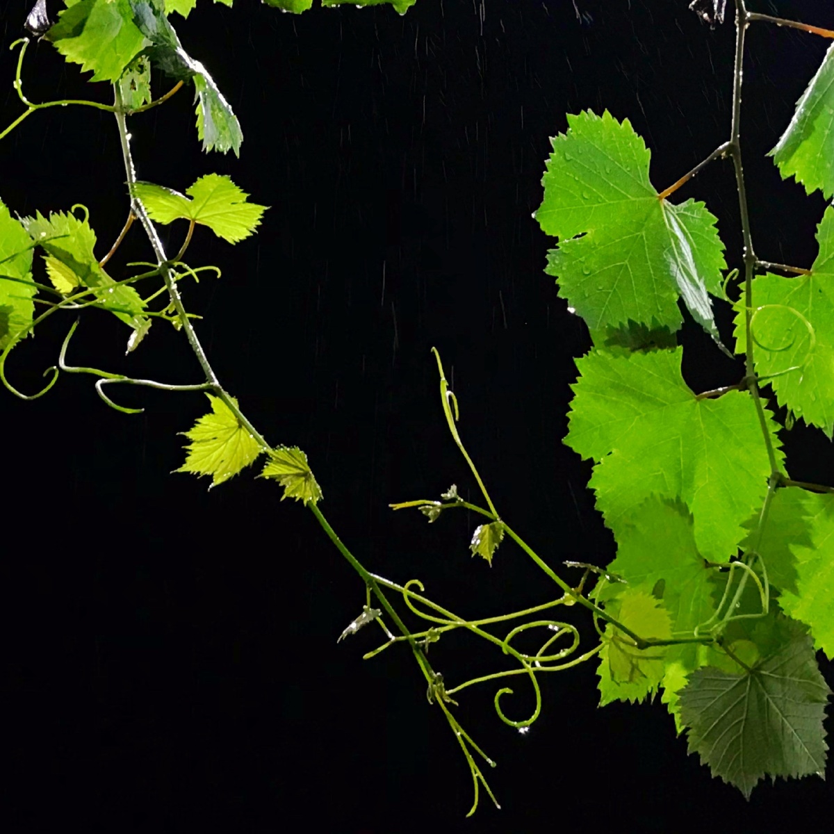 2021年4月28日 葡萄藤 - 马杨的视觉日记 - 图虫