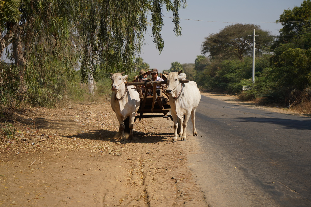 缅甸牛车