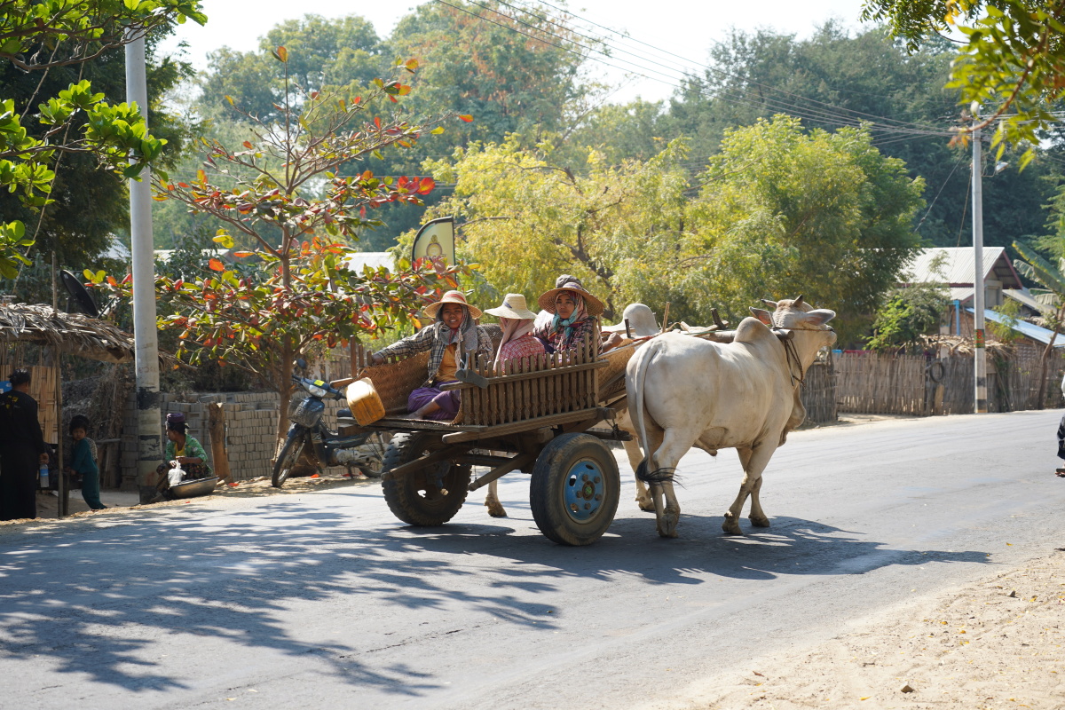 缅甸牛车