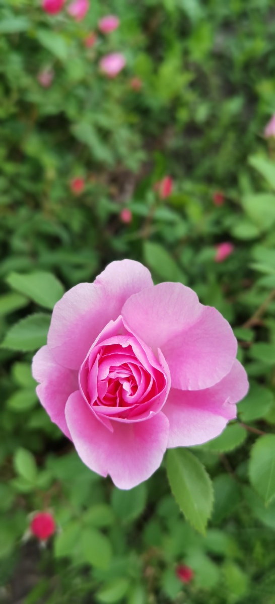 一支蔷薇花