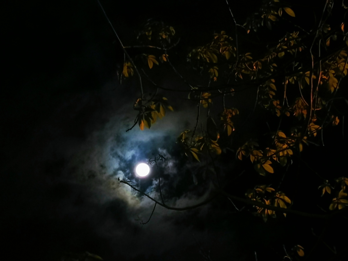 1/117微距-万物有灵手机摄影圈我用手机修照片月亮夜景冷冬夜#云层