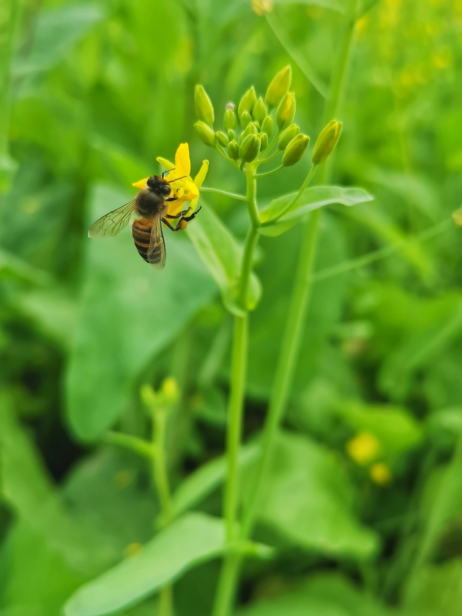 油菜花海61小蜜蜂