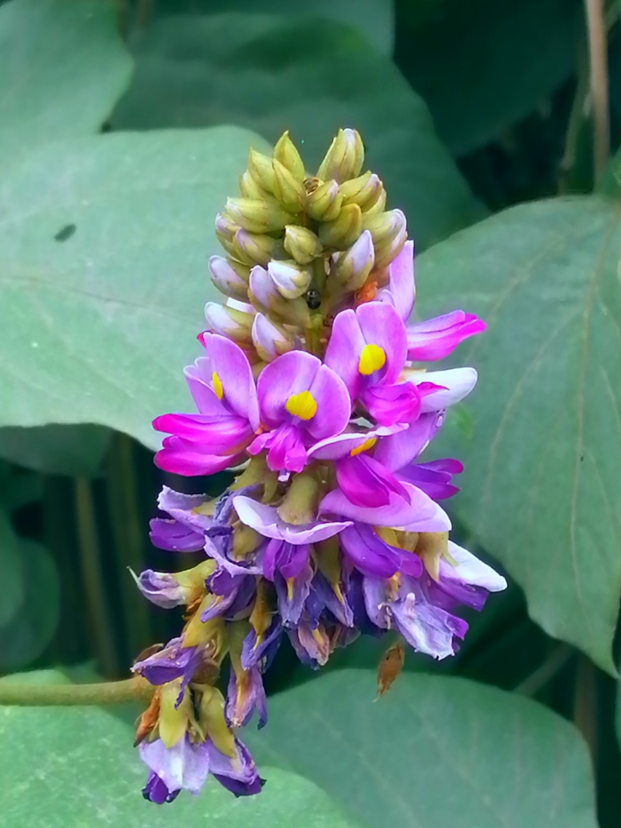 葛藤花开 - 彩虹dnjh - 图虫