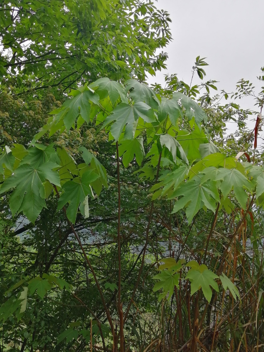 桐树叶子