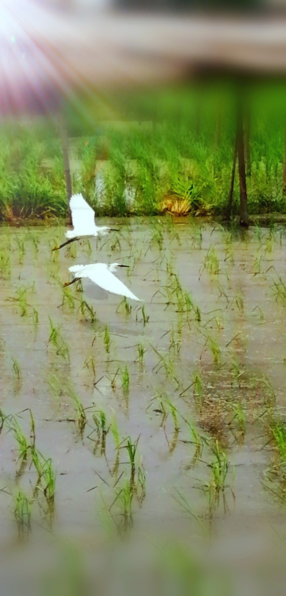 在插满秧苗的水田上一对白鹭比翼双飞