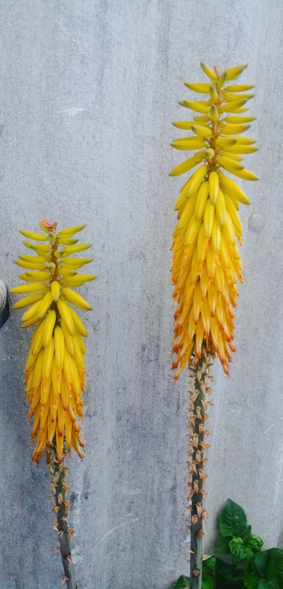 芦荟开花结果 - 彩虹dnjh - 图虫