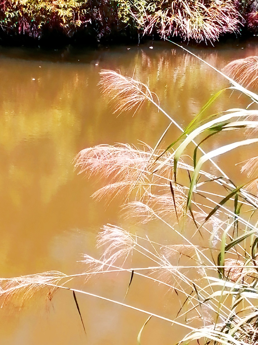 河边芦苇